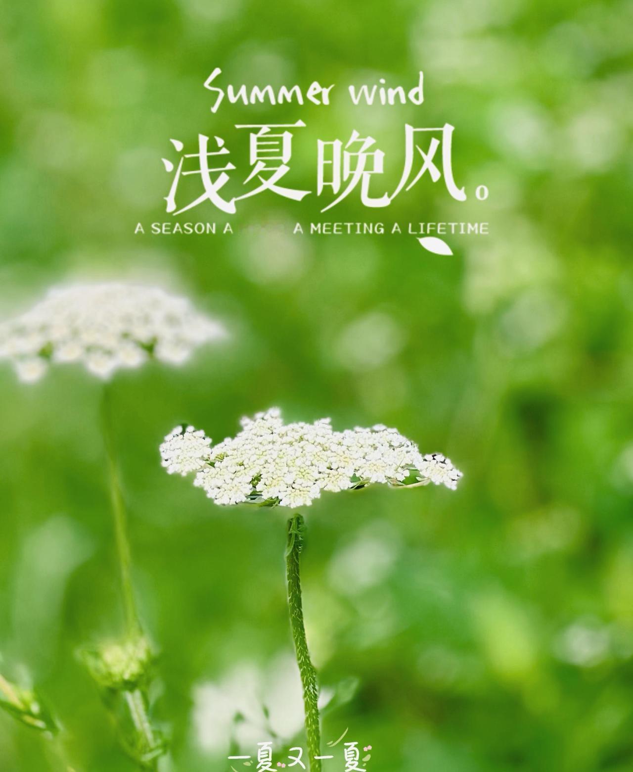 连雨不知春已去，一晴方觉夏渐深
——浅夏有感

矢志蓝天

五月浅夏悄悄登场，半