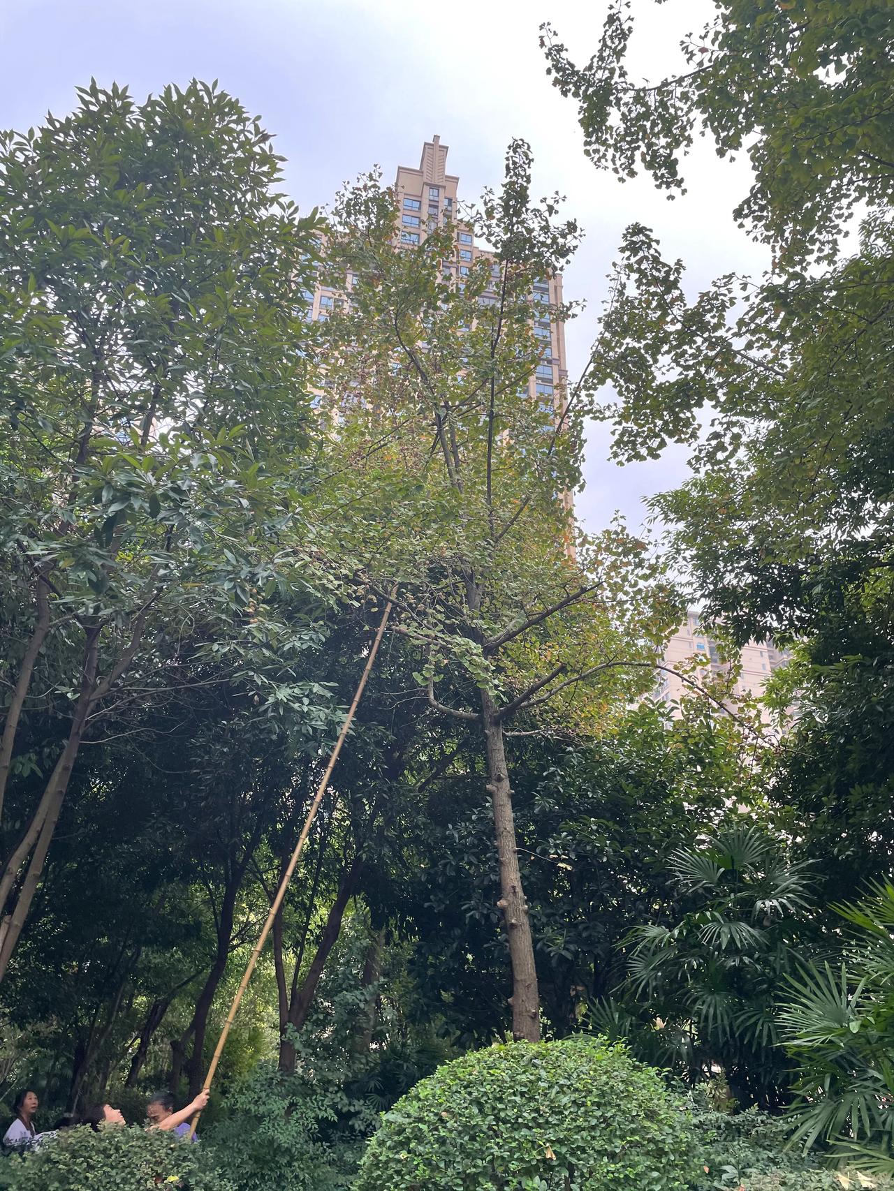 看打白果
         ——南木子
清洁阿姨两三个，
齐聚树下打白果。
一人