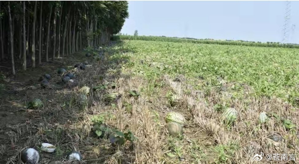 河南西瓜滞销原因滞销原因主要是全国西瓜同期涌入市场，且河南本地瓜品质被天气拖了后