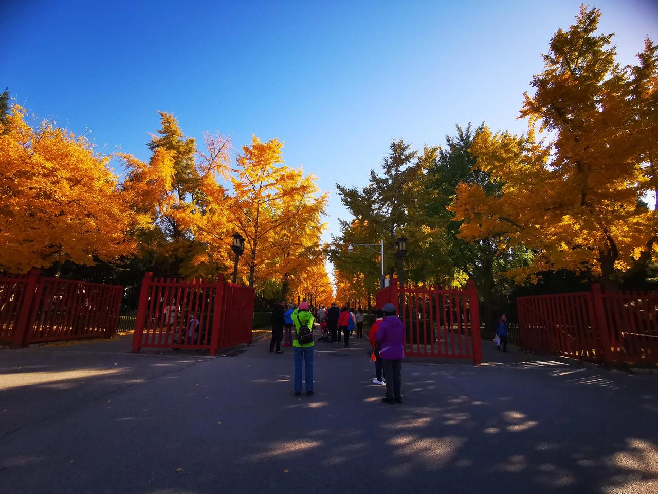 地坛公园赏金秋#秋日生活记录# #赏秋意# 