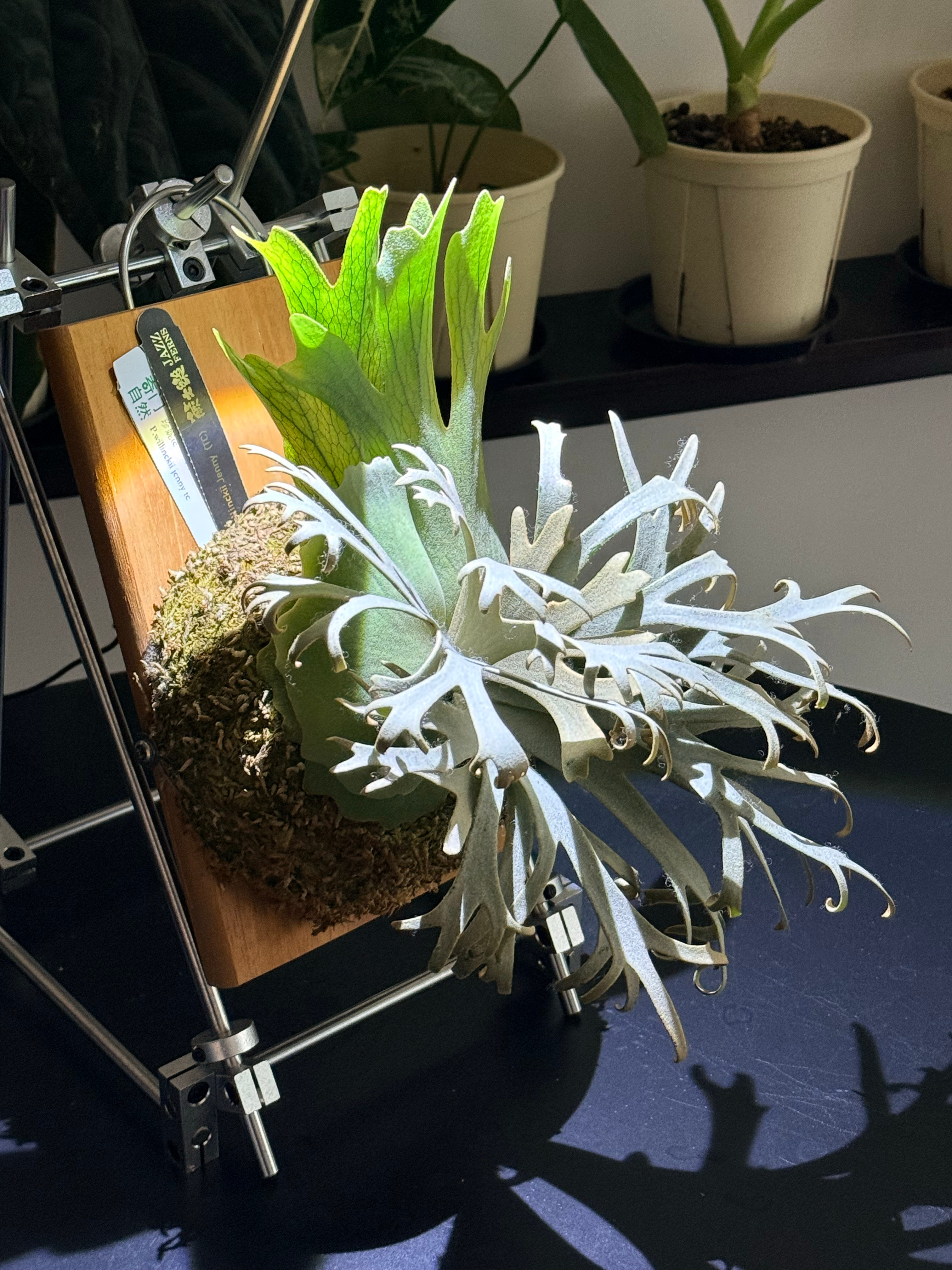 给有腔调的luke推荐另外一品有腔调的鹿角蕨  ​​​