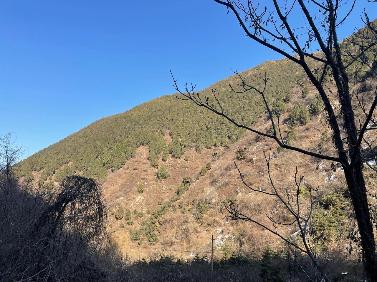 【七律•东风带走雪冰寒】
东风带走雪冰寒，细雨浇开桃李妍。
几许迎春花烂漫，千丝