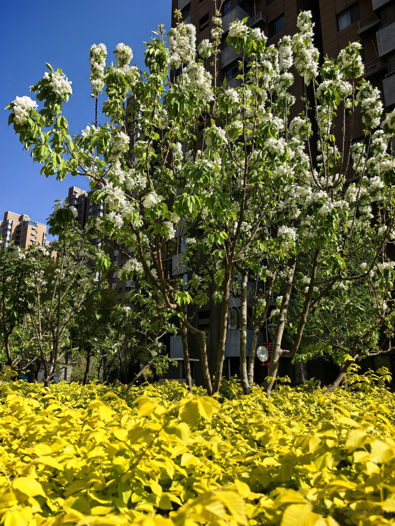 晒图笔记大赛风把枝头吹得葱绿，天空澄澈如洗，白云漫过湛蓝。一树梨花静静绽放，白得