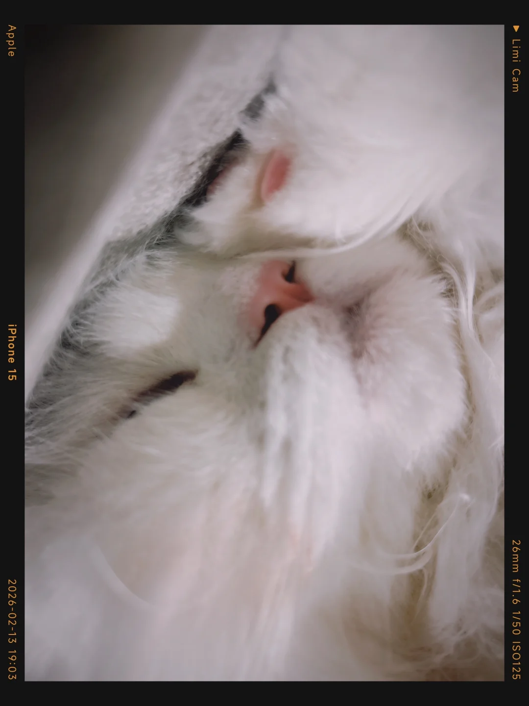 好标致的小猫鼻子｜一大波猫猫来袭