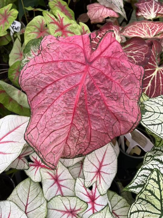 进口彩叶芋种树球「唤醒魔法」种植全攻略