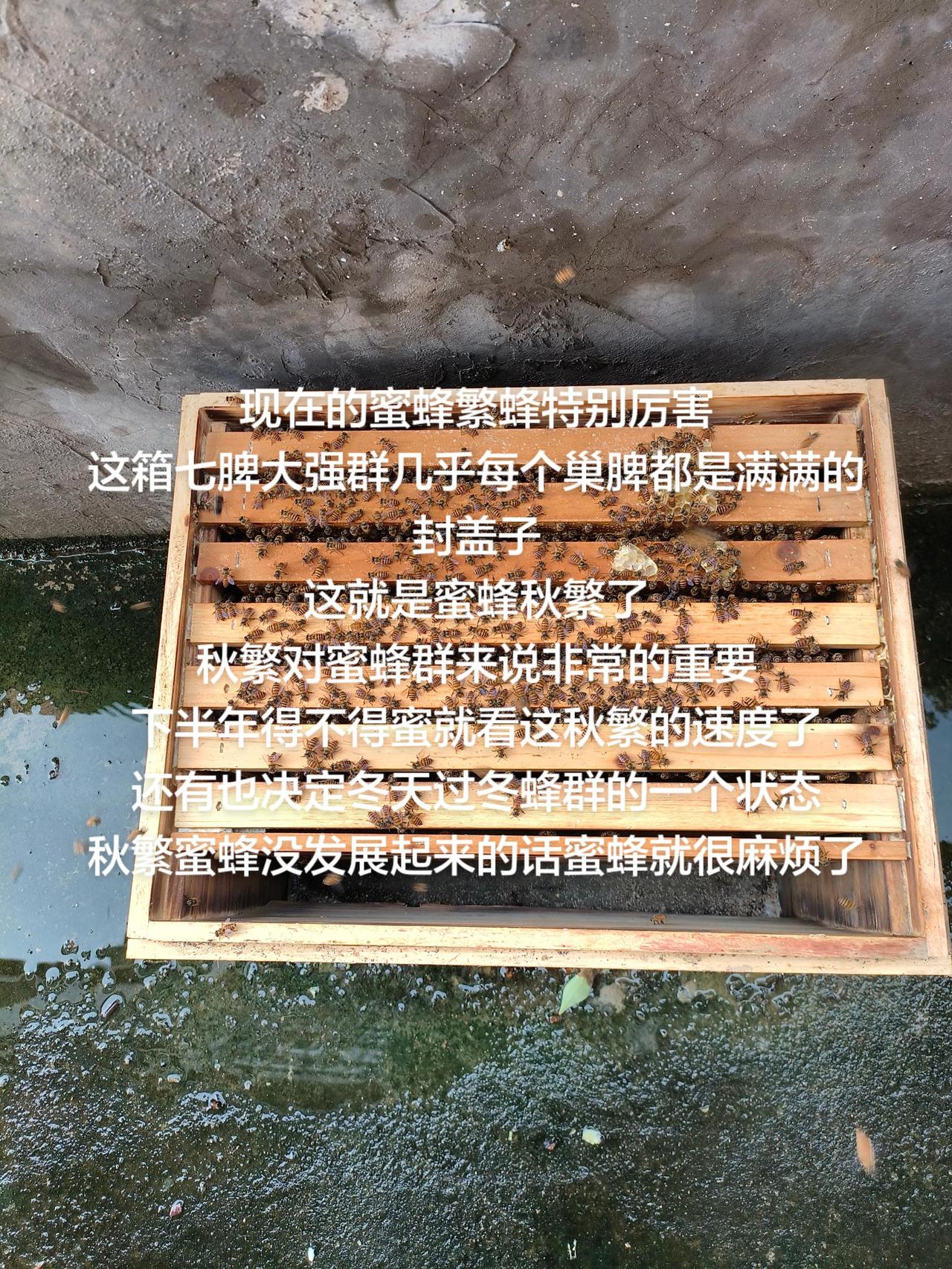 现在的蜜蜂繁蜂特别厉害
这箱七脾大强群几乎每个巢脾都是满满的封盖子
这就是蜜蜂秋
