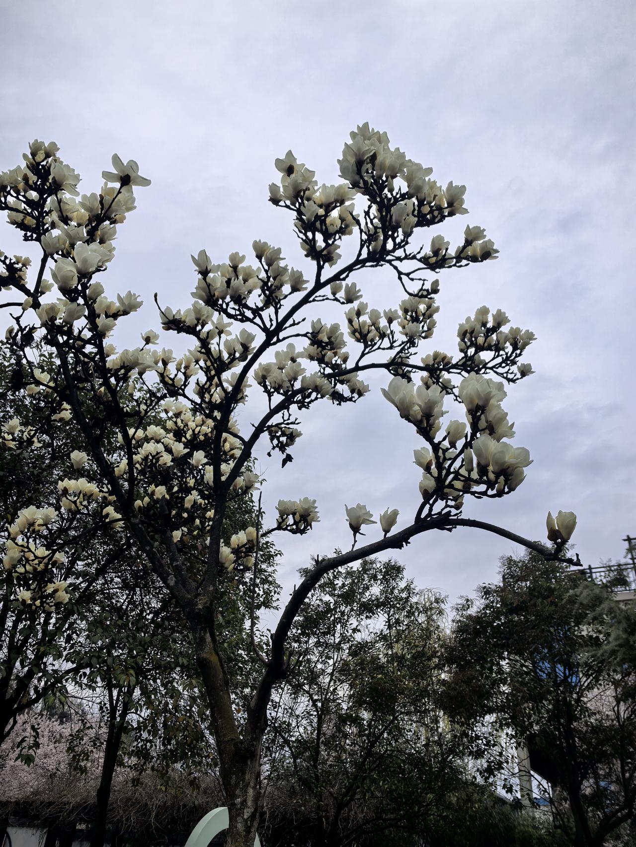 新年爱好打卡走路锻炼是最好的爱好！今日步行1个半小时，步数9000多步，主要是走