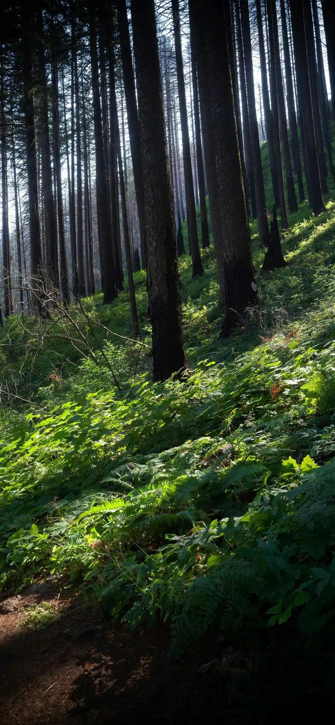 《山中遇雨》

漫无目的
山中转悠
忽来一阵山雨
幸好有屋躲避
这屋古色古香
属