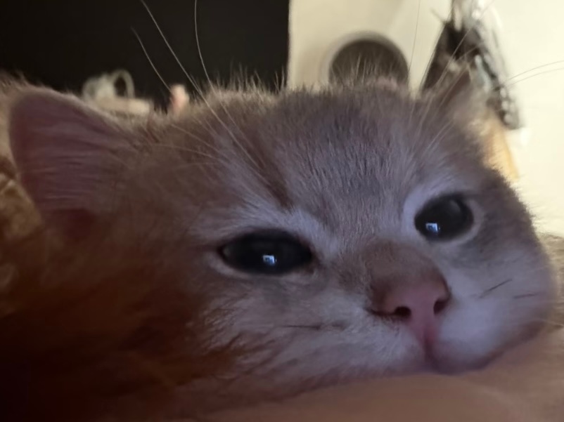 ᯠ_  ̫ _ᯄ 