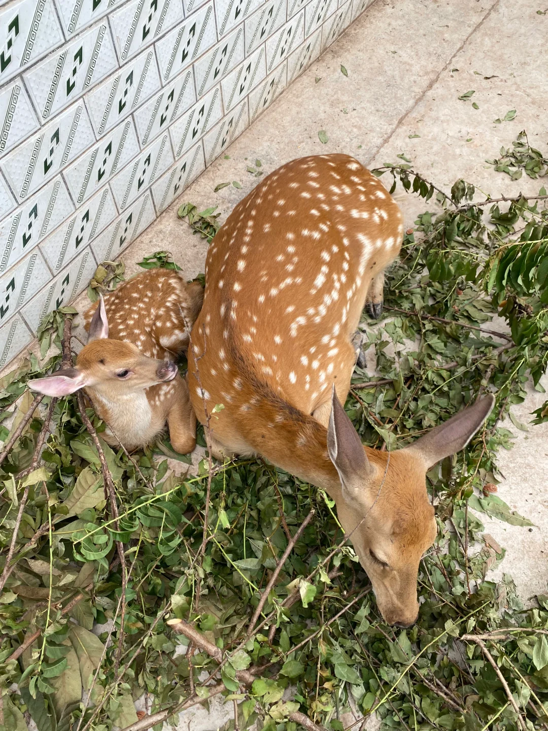 你喜欢大点的还是小点的