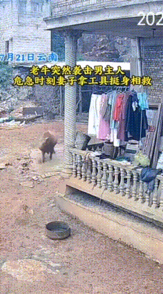 云南文山，一头黄公牛突然性情大变，将男主人顶飞，追着不放，男子痛苦哀嚎，无处可逃