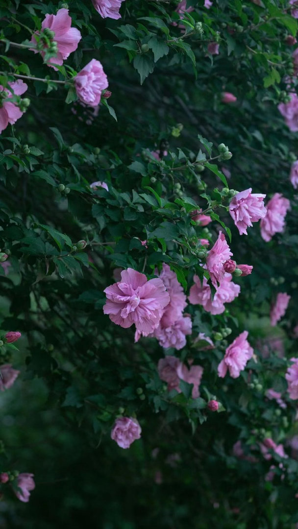 ‎种植 木槿花适应力强，喜光耐旱，掌握土水光肥就能养好，夏季注意遮阴防涝 。怎么