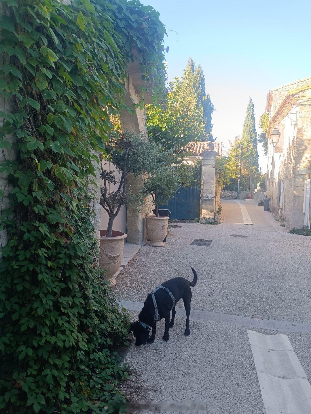Bonjour🇫🇷 昨天天黑后继续开了一小时，随机在这个小镇过夜。今早遛狗逛