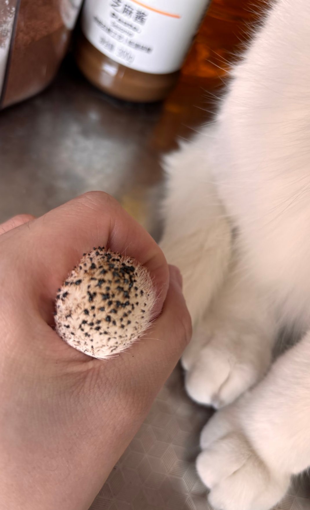 家有傻猫！！自己把尾巴烧焦了！！！臭小白吓死人了 再也不敢开火的时候让它进厨房了
