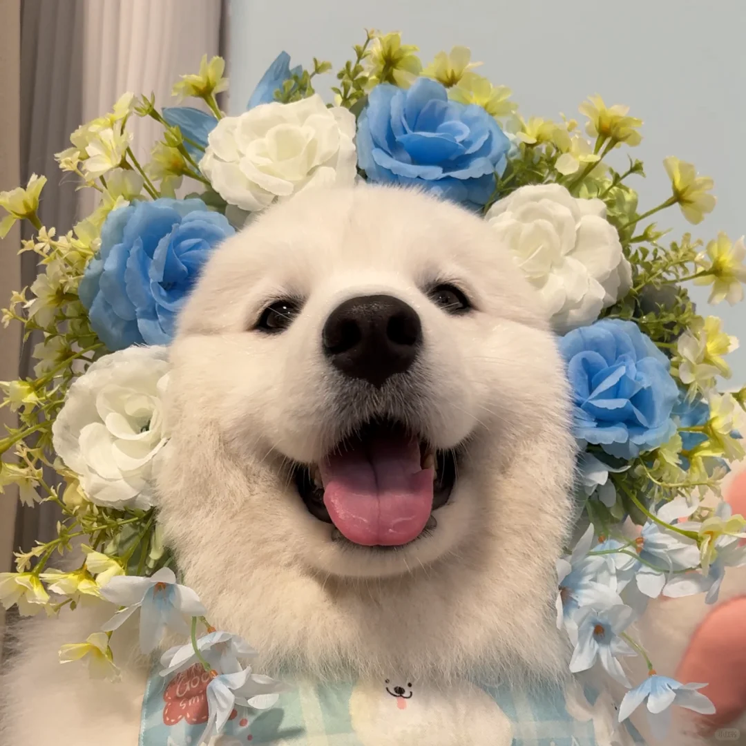 “今生簪花,世世漂亮”