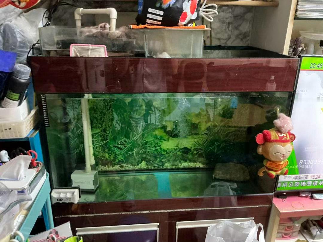 但香港人就是很爱养鱼啊，虽然因为我去看吊四演唱会，回家发现家里鱼全死了。 ​​​