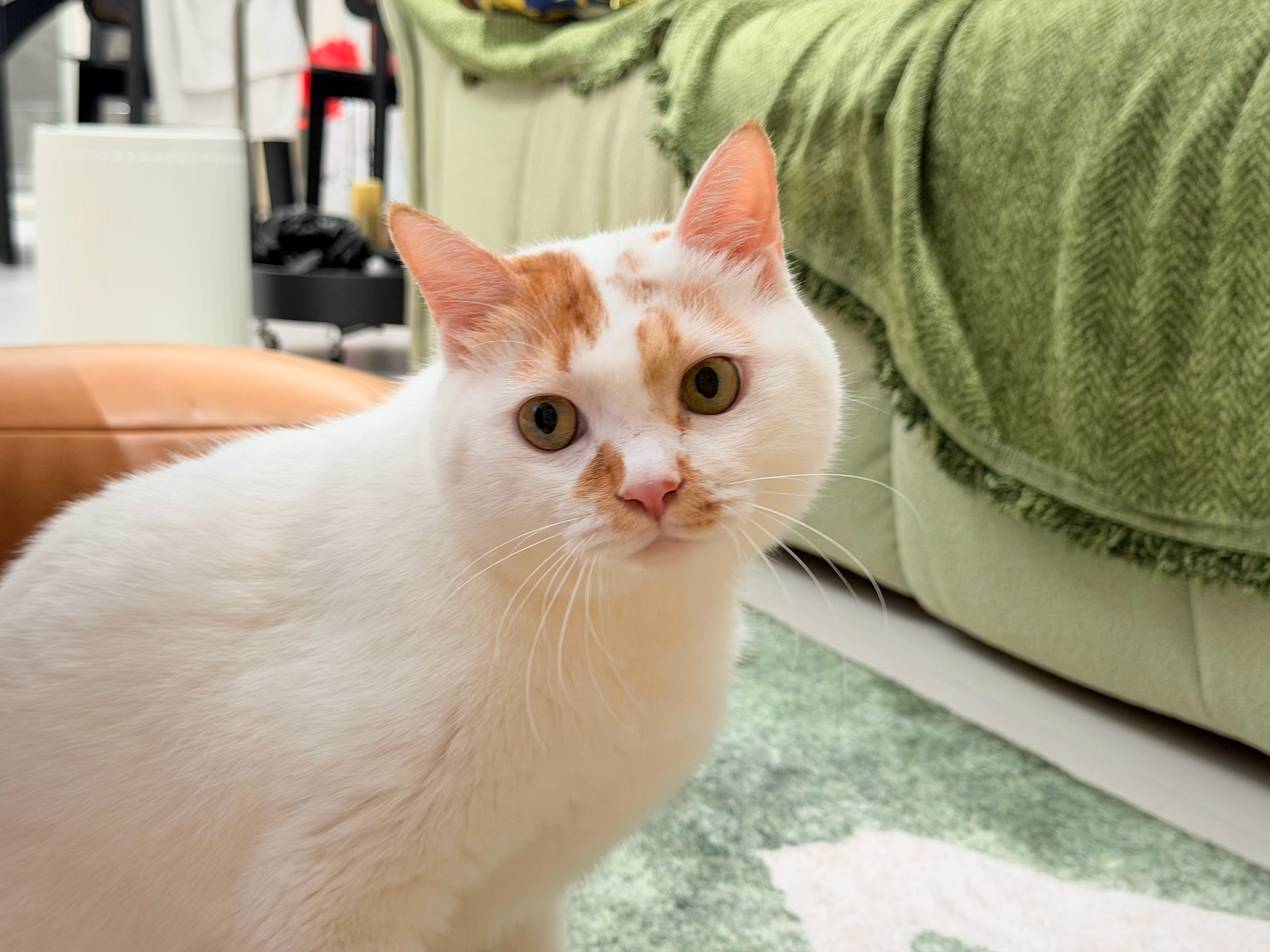 这个小猫的脸像月亮，就这样赏月吧 ​​​