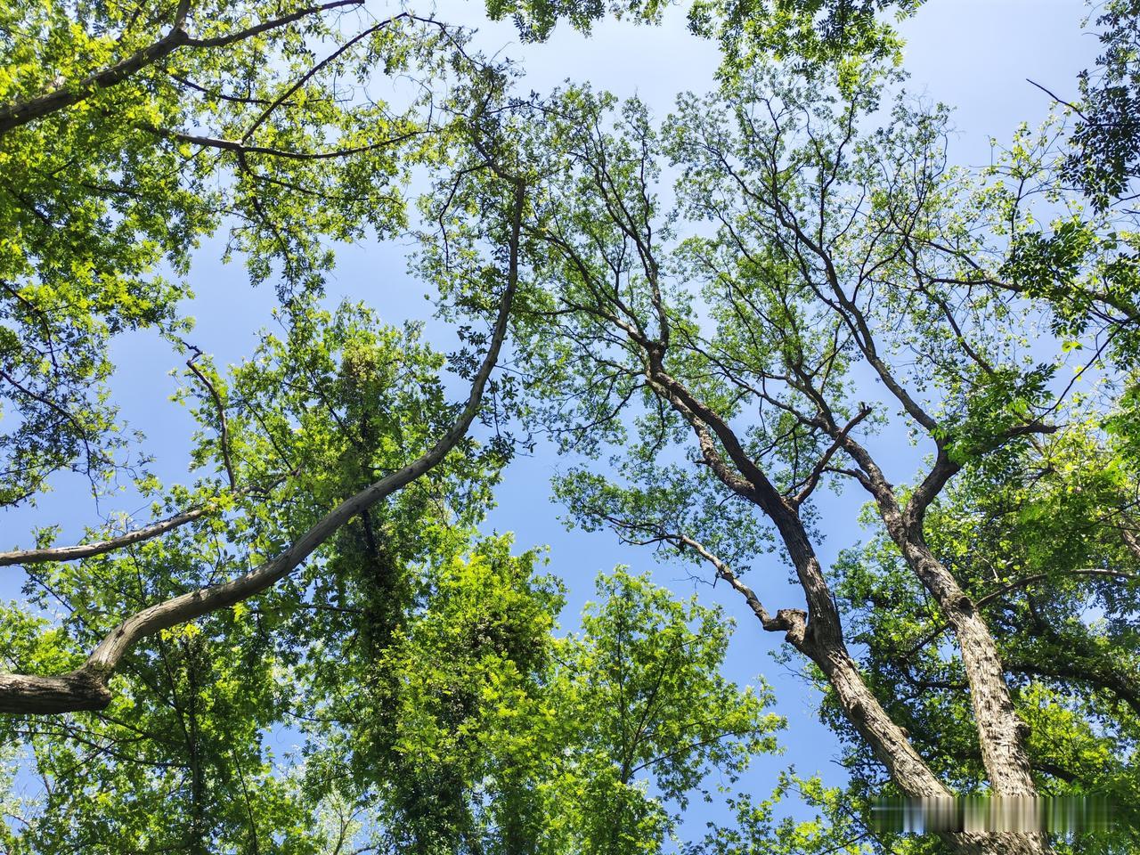 在郴州，有这样一片净土，你会喜欢吗？

在苏仙区龙尾坪，临河之处有一片森林。参天