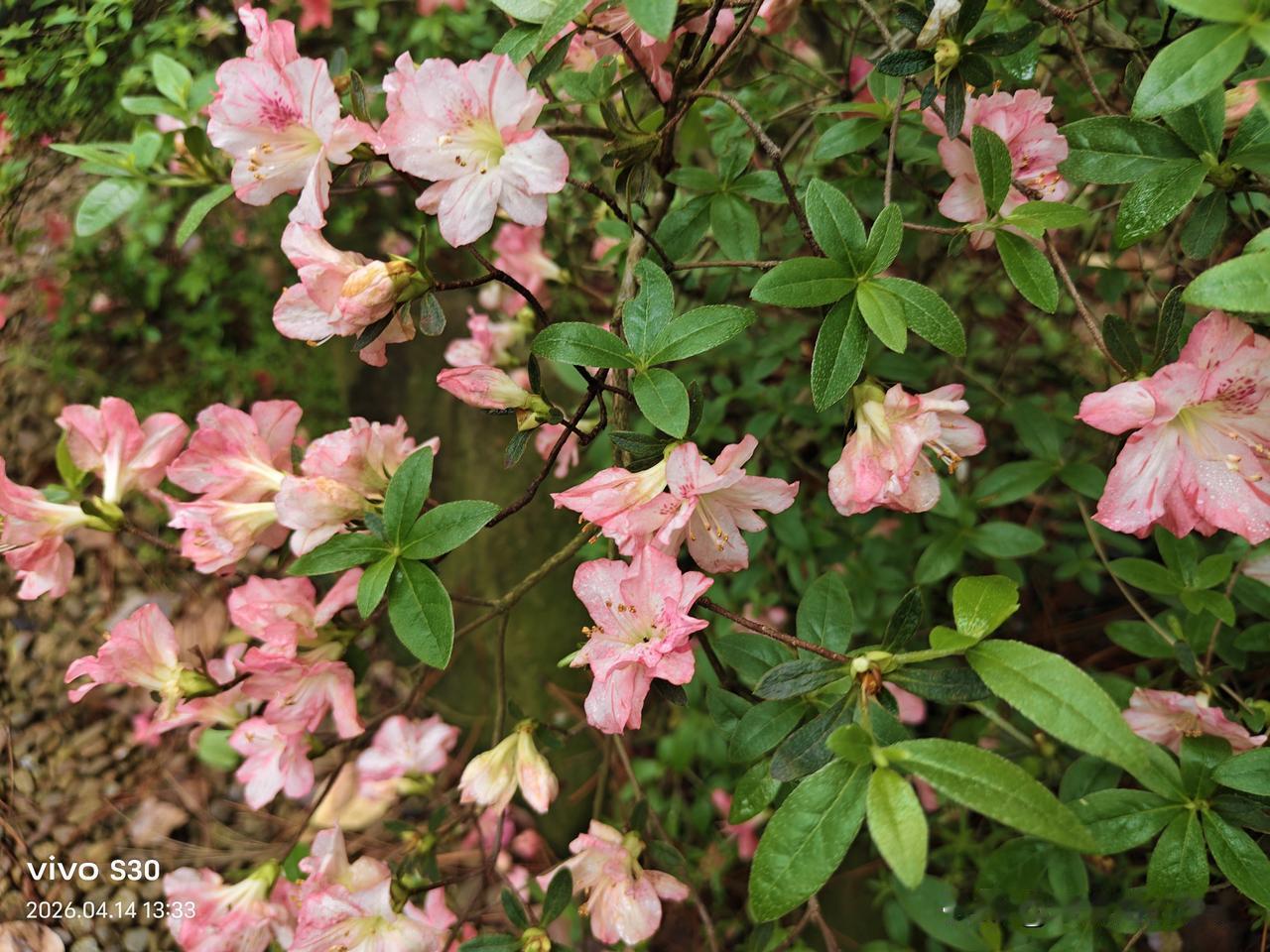 真心话茶局
