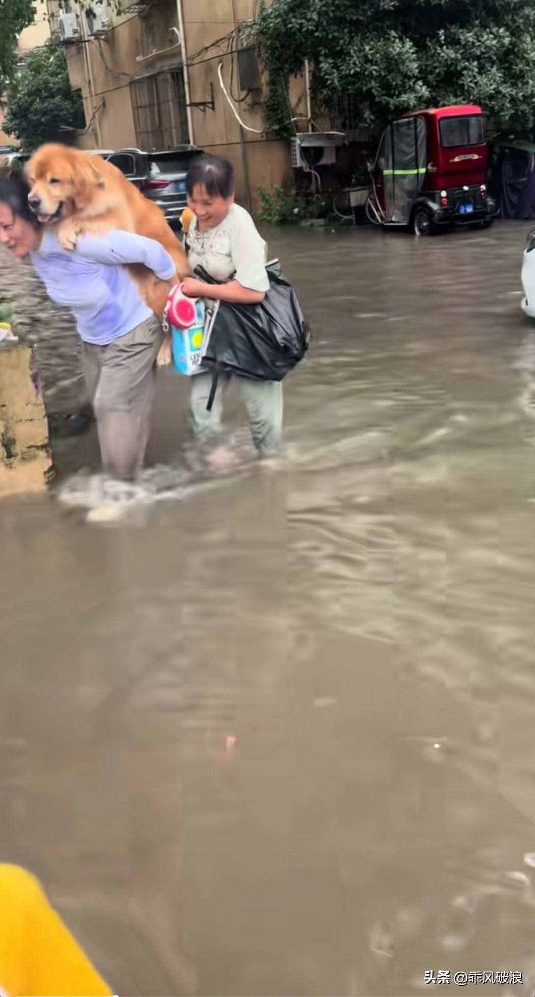 连续暴雨，洪水已然开始肆虐。政府要求村民转移至安全地带，婆婆背着大金毛，儿媳在后