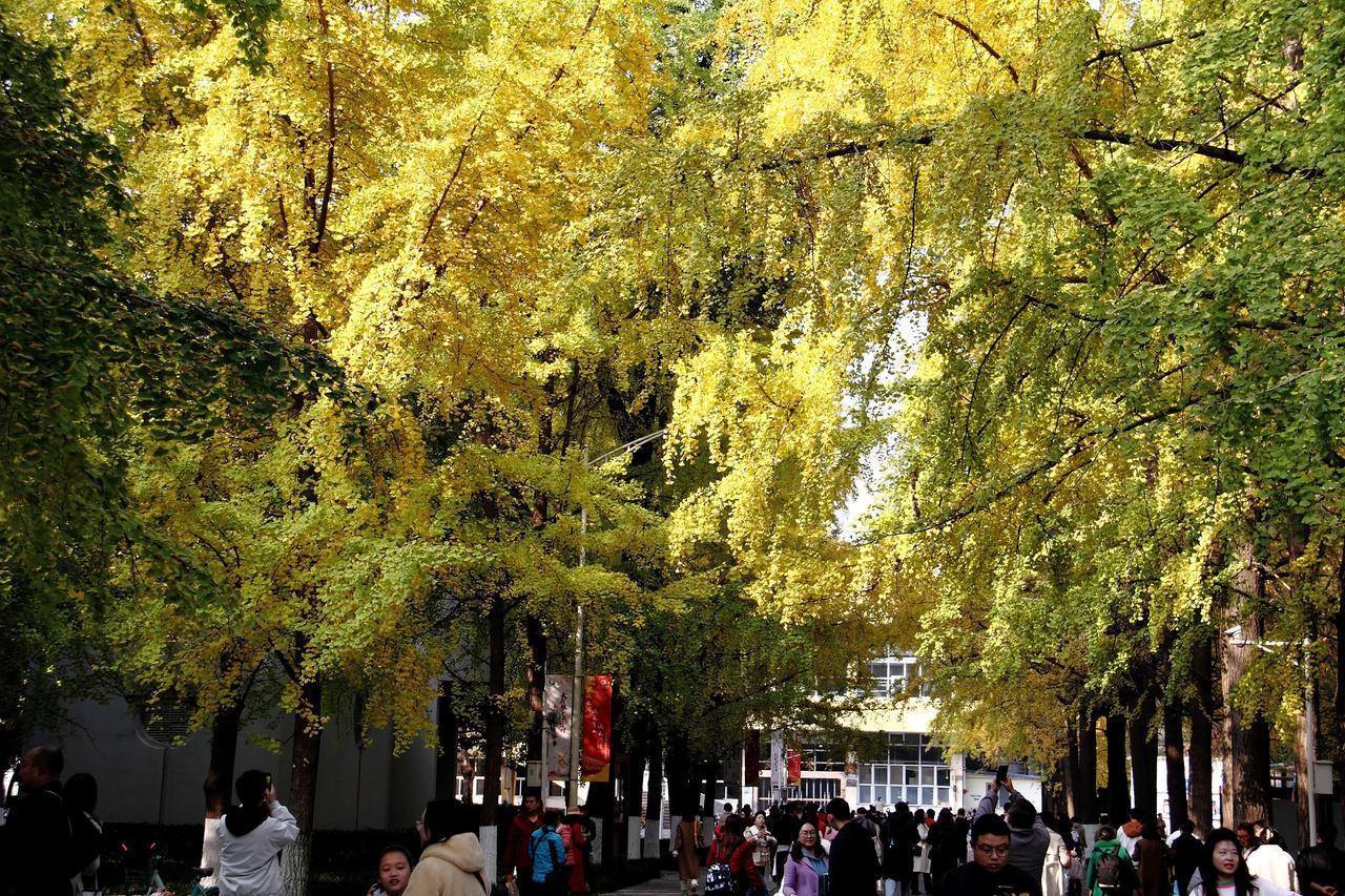 电子科大沙河校区的银杏树都黄了，那景色真是挺漂亮的，让人陶醉。[赞][赞][赞]