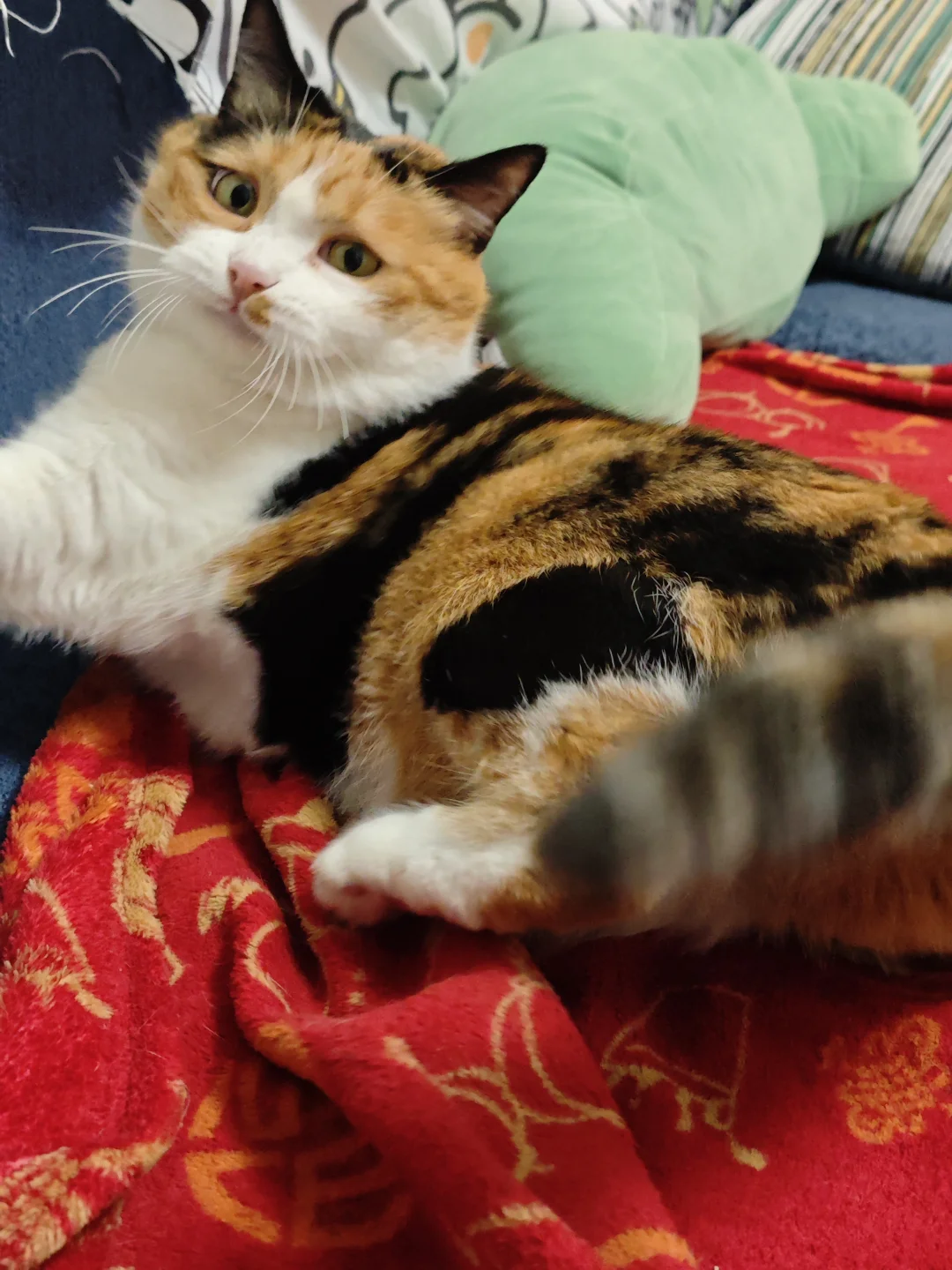 我妈给我发来的小猫日常