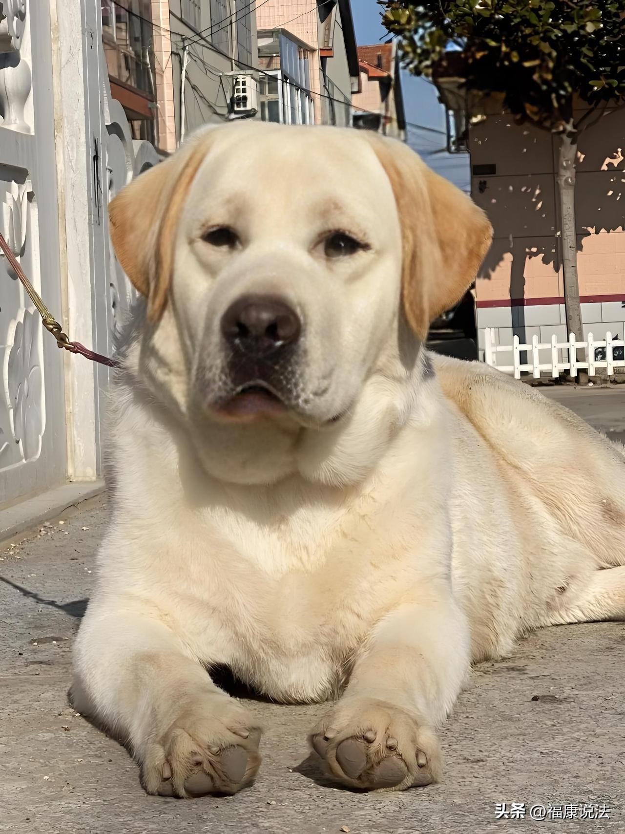 “冤不冤？”广东阳江，男子见一在三轮车睡觉的拉布拉多可爱，多次用手拍打逗狗，狗急