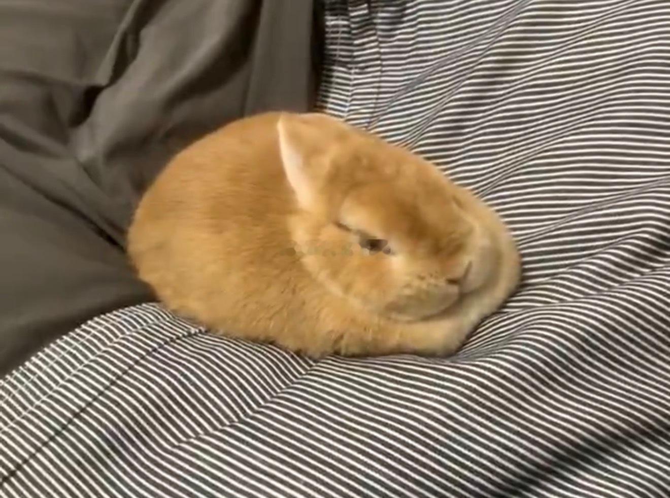 这个小程秀就这样将自己调至最柔软的状态摊成一块兔饼乖乖等邵群 