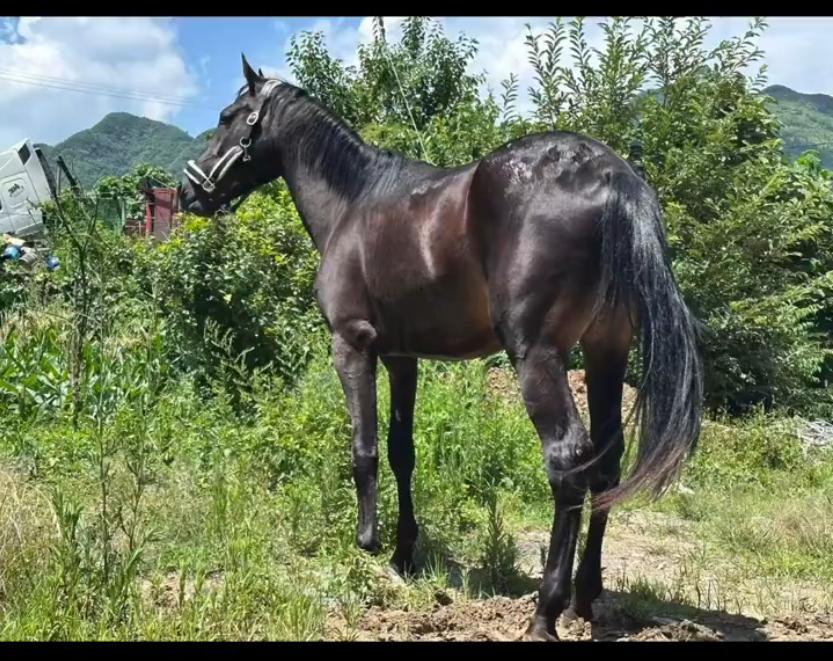 贵州毕节，男子花9万元拍下的汗血宝马“乌拉”，在运输途中遭遇连环车祸身亡，事后交