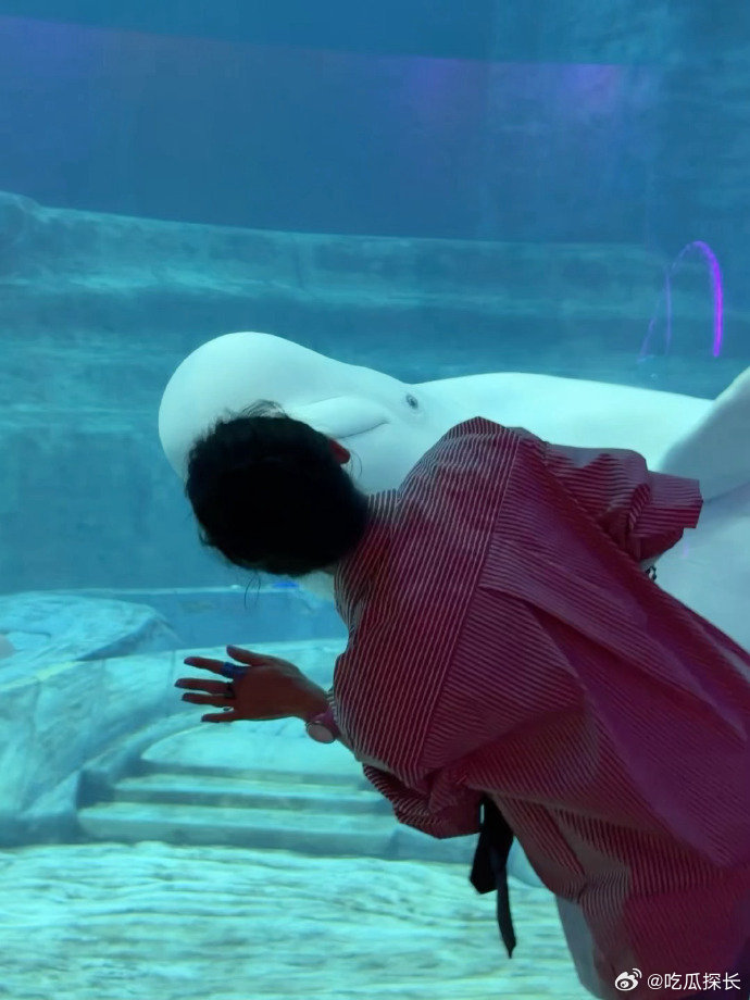张柏芝童心未泯 看到白鲸游过来，她第一反应不是保持优雅，而是整个人贴上去想凑得更