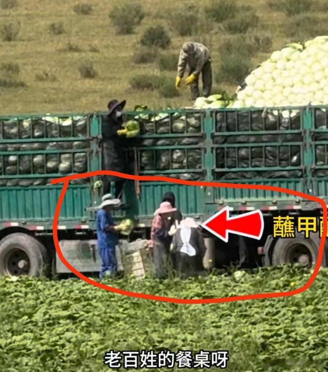 河北甲醛白菜后续！多部门介入，第三车被扣，成本曝光农民受牵连 