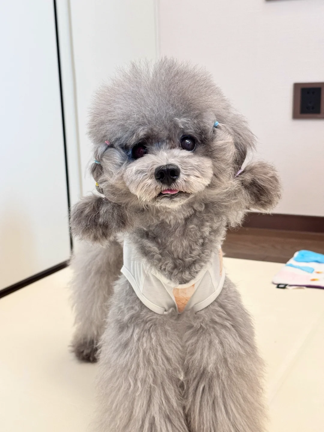 贵宾犬就该剪小嘴啊！！