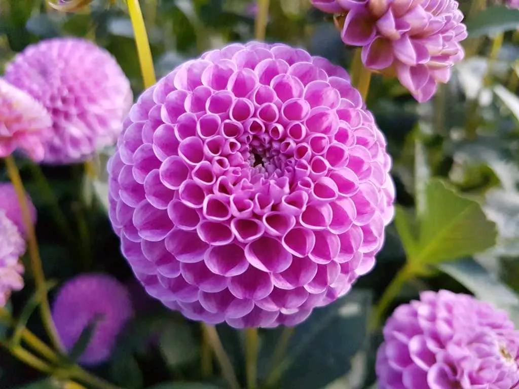 菊花赋
菊花，秋之妖娆。四季之中，唯独丰硕秋时最为醉人。桂花芬芳，梅花傲雪，牡丹