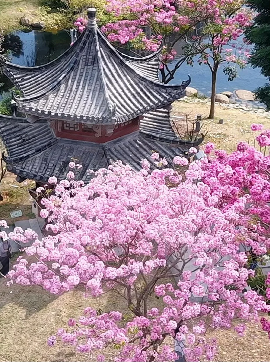 已经开始期待深圳的春天了～（赏花🌸合集）