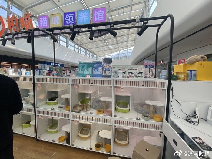 【#女孩看了一眼领养猫合同背上网贷#，被扣除近3000元后仍未收到猫咪】“免费领