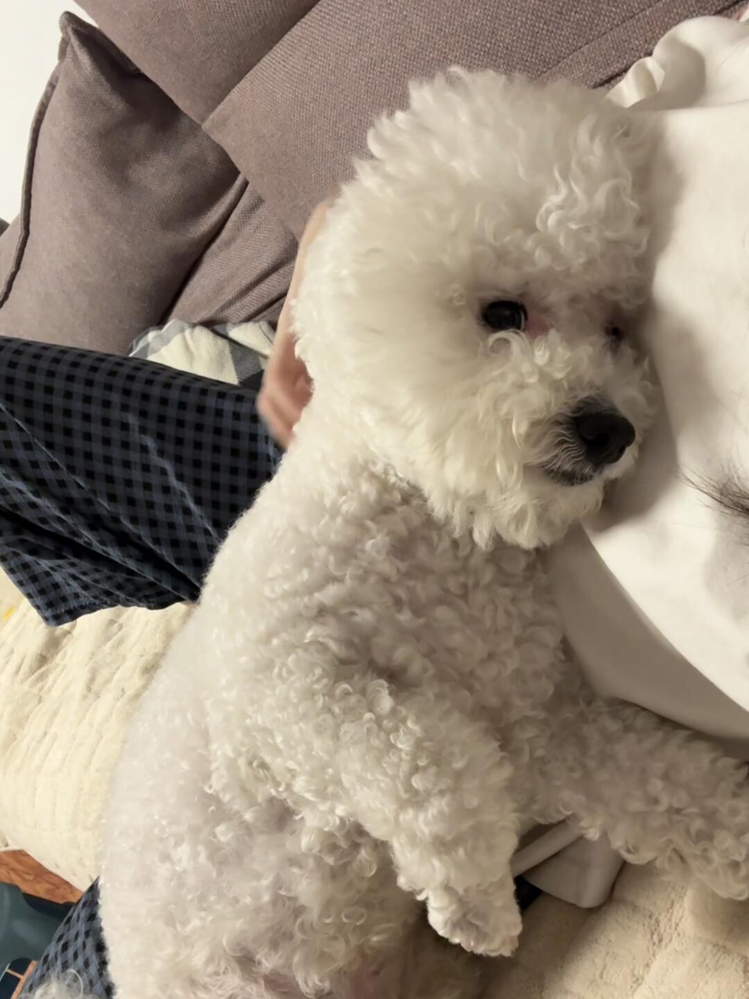 养狗人都会有的一张照片