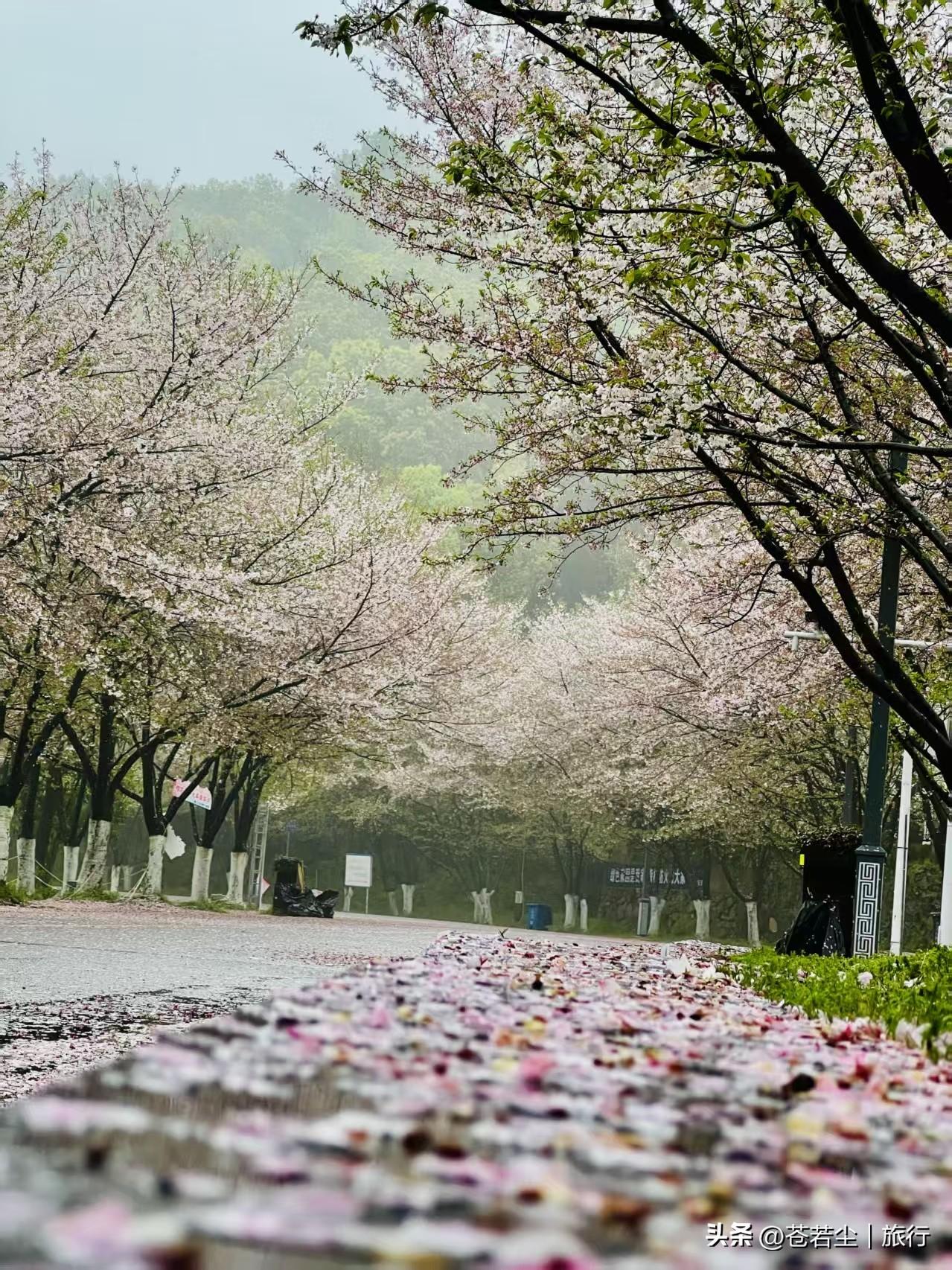 团城山樱花盛放，两千余株染井吉野与关山樱沿磁湖岸铺展成2.5公里花廊 。粉白花枝