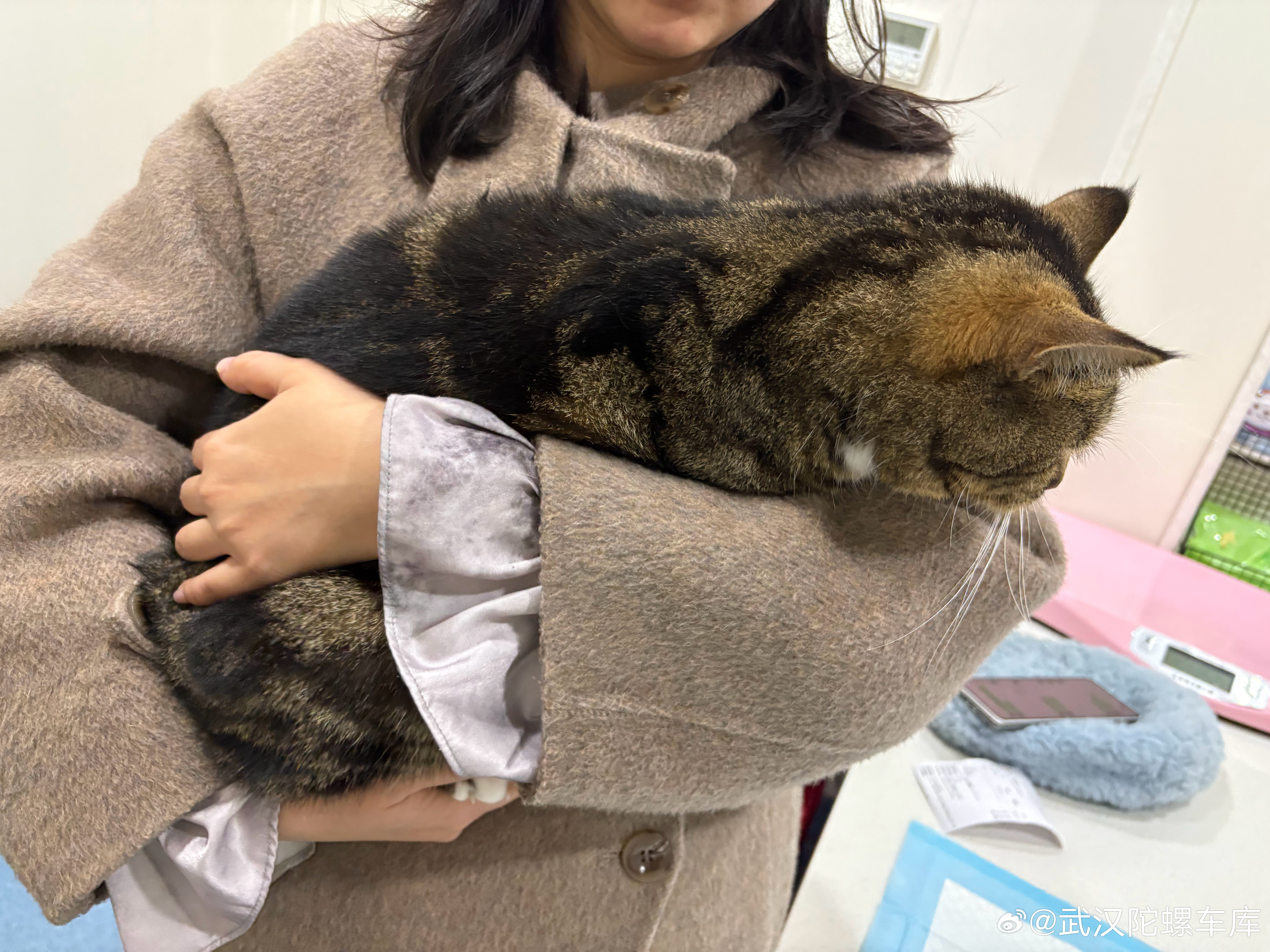 家里一只猫好像肠胃炎了来宠物医院打两针花了200大洋 武汉