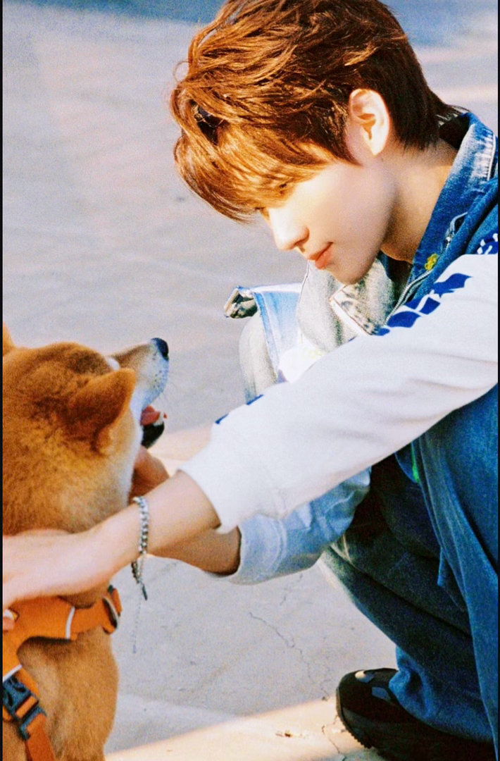 张真源的狗偷吃生日蛋糕呼安咋这么萌依旧小捣蛋鬼 上次是直播上厕所这次是甜品爽吃局