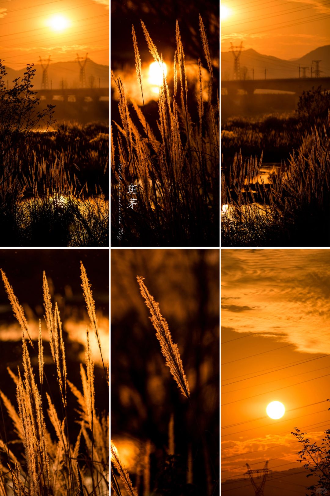高铁下的夕阳如此温柔|斑茅