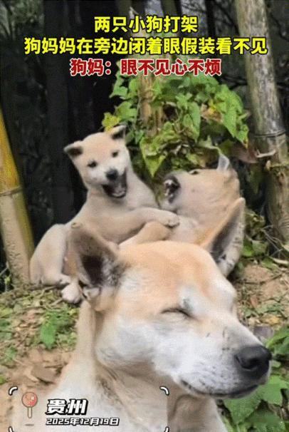 笑不活了！贵州，两只小狗打架，结果狗妈妈直接在旁边闭着眼睛假装看不见。那样子简直