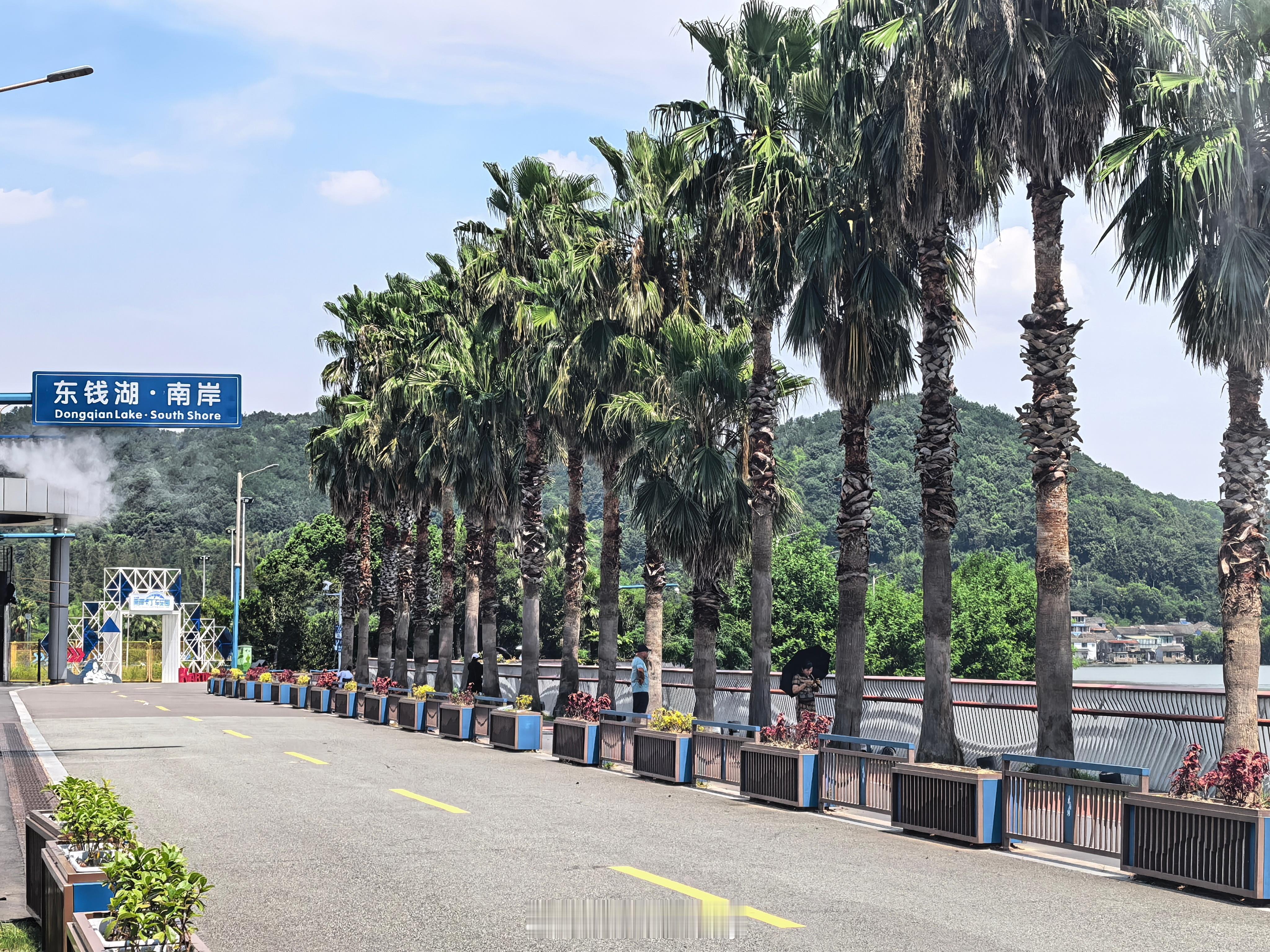 宁波的小加州景区，原来全靠棕榈树衬托。啊哈哈哈我一开始还以为有加州的建筑才叫小加