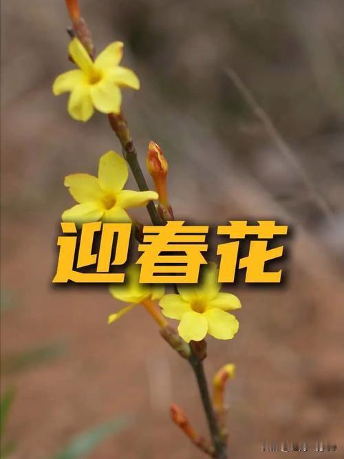 为了更好的区分，“农闹”两个字必须用。但一定要在上面加上引号，不能拿来直接当标签