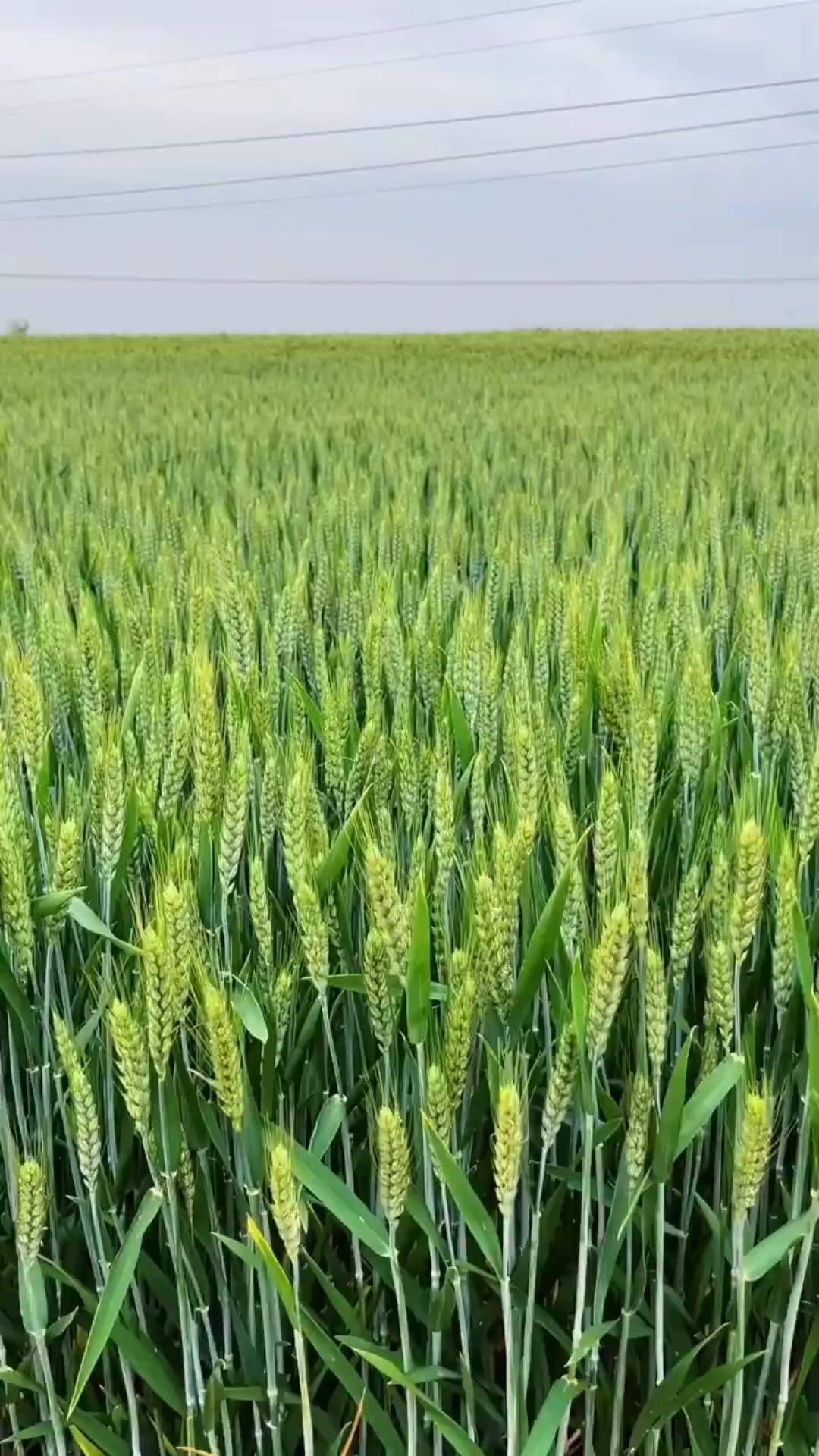 二月清明夏早种，三月麦怕倒春寒。老辈人常说“早清明热死黄牛，晚清明六月穿棉”，二