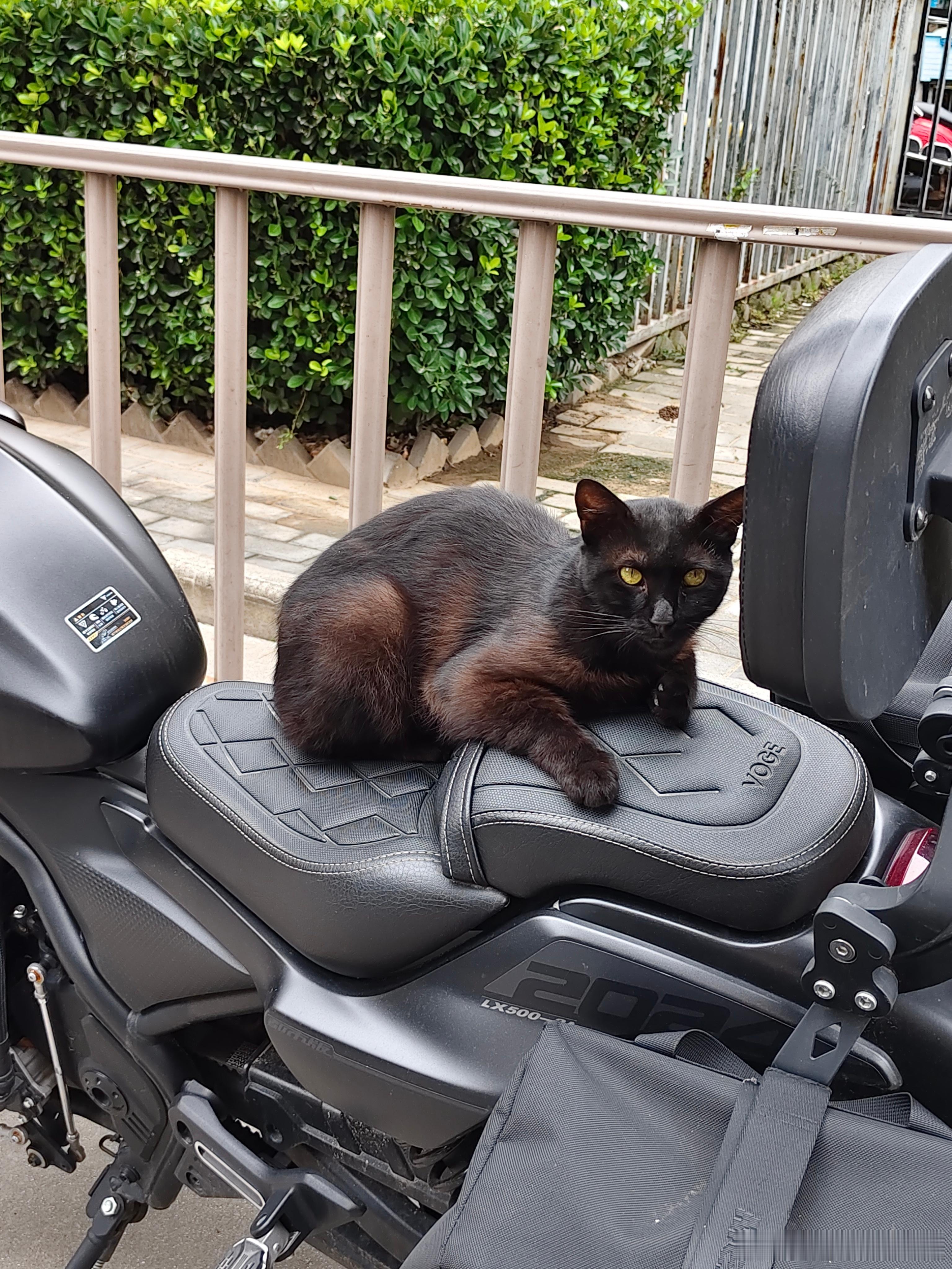 小区好多流浪猫。这只猫早上在一个车的防风玻璃上躺着，下午又找了个摩托车🏍️躺着