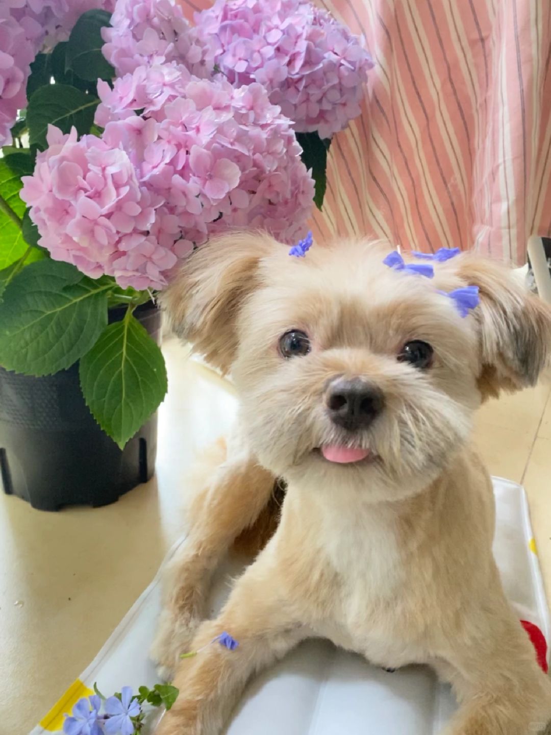是小狗才教会我的事