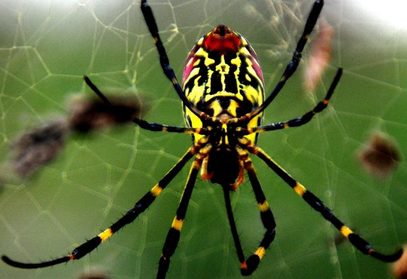 为啥要小心毒蜘蛛？看看哈萨克斯坦的例子就知道了。今年夏季，该国西部多起毒蜘蛛伤人