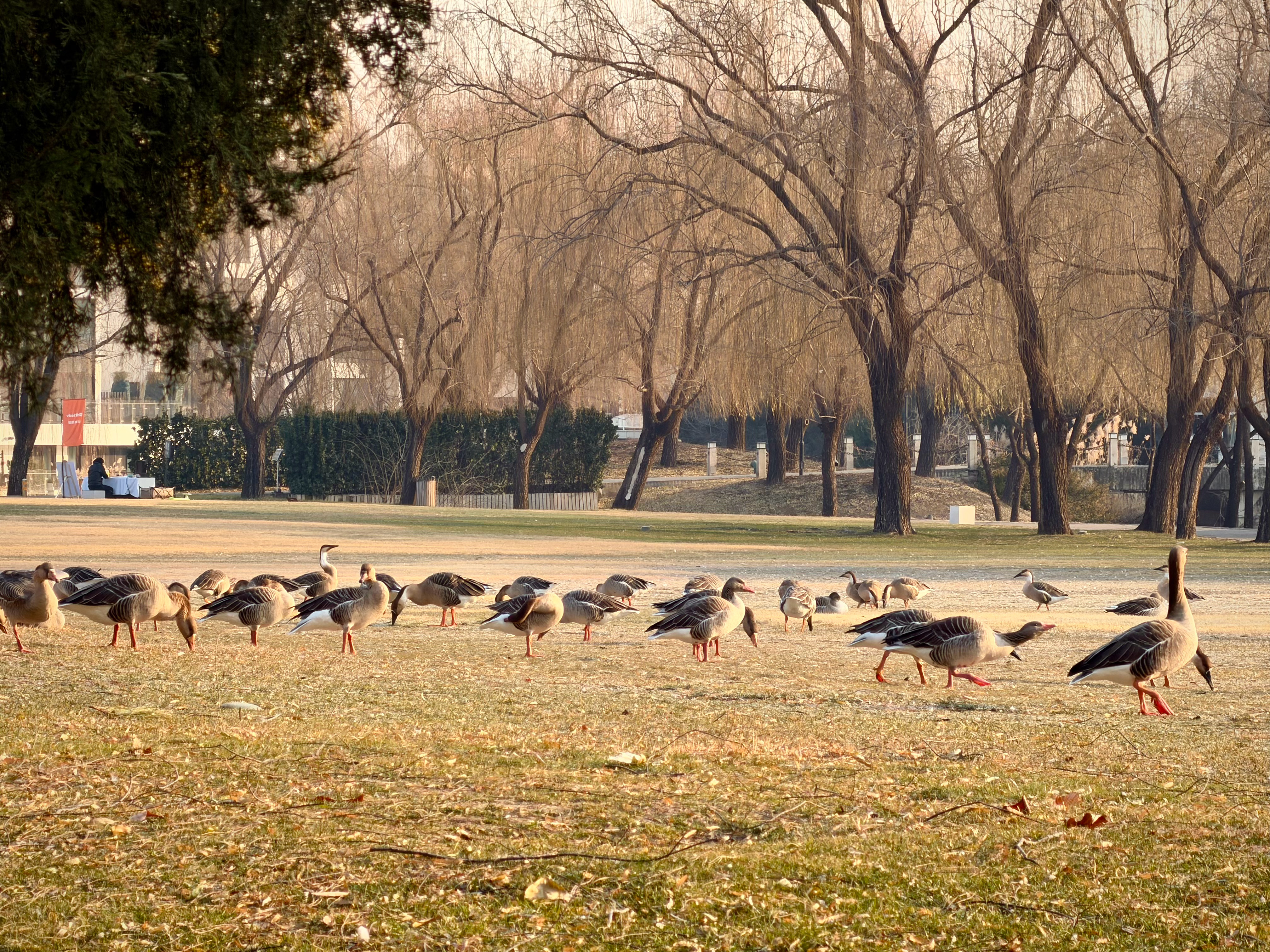 如果NBA是论资排辈的，俄克拉荷马雷霆这辈子也拿不了总冠军。一支球队养几个年薪5