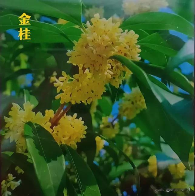 往年的这个时候，桂花飘香，远远就能闻到桂花的香气。
金桂金黄灿烂，阳光下特别显眼