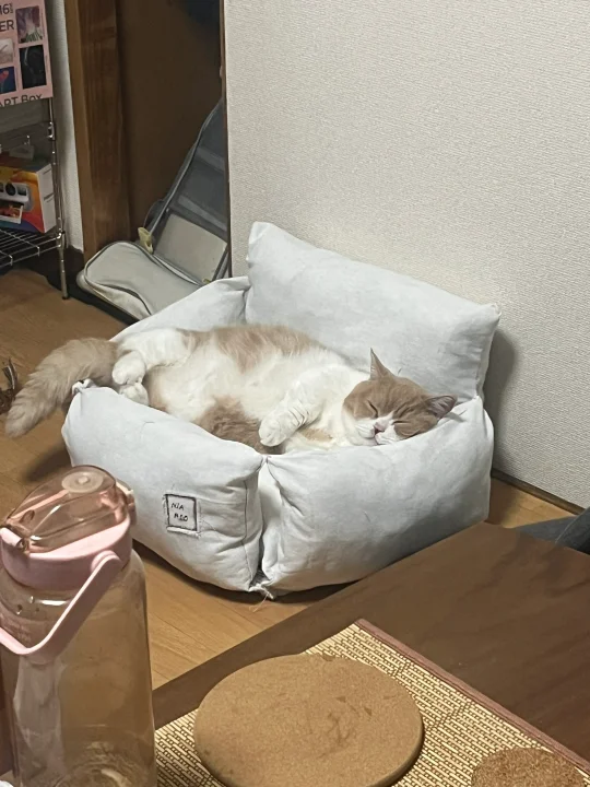 好喜欢麻麻粗制滥造的沙发 因为有她的味道